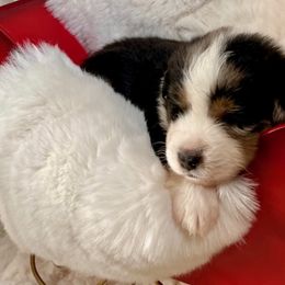 Miniature American Shepherds from Rockin TM Kennel