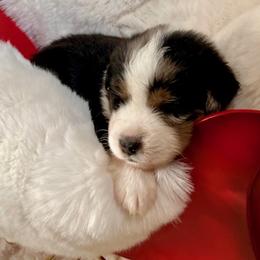 Miniature American Shepherds from Rockin TM Kennel