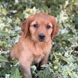AKC Titles, OFA, DNA Clear - Dark golden female Golden Retriever puppy in San Martin, California from Church Creek Retrievers