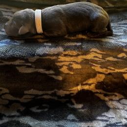 White - Chocolate male Labrador Retriever puppy in Lawton, Michigan from DuckAlly Kennel