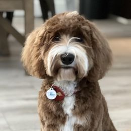 Ellie - Australian Labradoodle