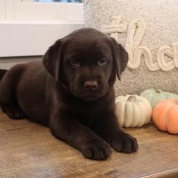 Biscuit - Chocolate female Labrador Retriever puppy in Camden, Indiana from Camden's Caring Canines