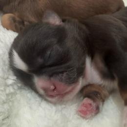 Green Collar - Chocolate male Shih Tzu puppy in Merrillville, Indiana from Gibbs Gorgeous Paws LLC