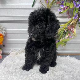 Maci Lynn - Black female Poodle puppy in Elgin, South Carolina from Silver Bells Paw Prints