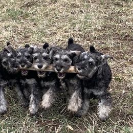 Miniature Schnauzer puppies from Del Sol Miniature Schnauzers