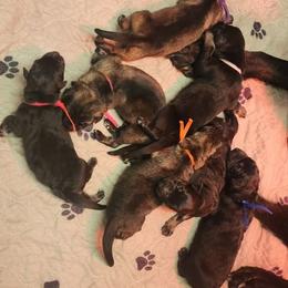 Orange Collar - Sable female German Shepherd puppy in Deer Park, Alabama from Von Richardson Elite German Shepherds