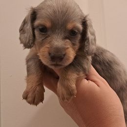 3300..Akc Ace blue dapple boy - Dapple male Dachshund puppy in Winter Haven, Florida from Gateway 2 Little Paws