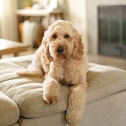 Posie - Goldendoodle