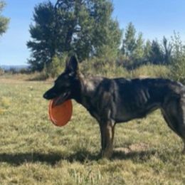German Shepherds from Grünen Bergen GSD