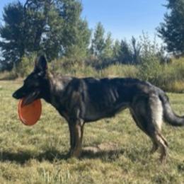 German Shepherds from Grünen Bergen GSD