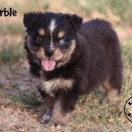 Marble - Black tri female Miniature Australian Shepherd puppy in Garden Plain, Kansas from Krazy K Aussies