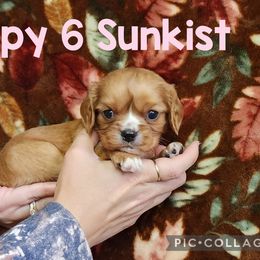 Sunkist Puppy 6 - Ruby female Cavalier King Charles Spaniel puppy in Racine County, Wisconsin from Hough's Danes and Cavaliers