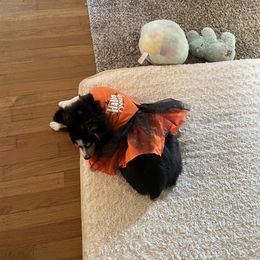 Miniature Australian Shepherd and Toy Australian Shepherd All Grown Up from Elk Creek Aussies