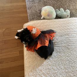 Miniature Australian Shepherd and Toy Australian Shepherd All Grown Up from Elk Creek Aussies