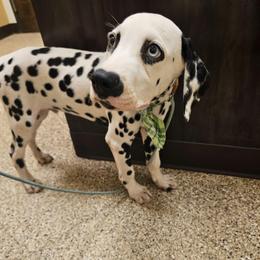Uno - White and black male Dalmatian puppy in Adkins, Texas from Rock'N'Spark Dalmatians
