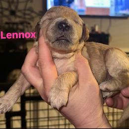 Lennox - Apricot female Goldendoodle puppy in Prosperity, Pennsylvania from Stelladoodles & Company