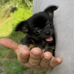 Fennec - Black and red male Chihuahua puppy in East Camden, Arkansas from RoyAl