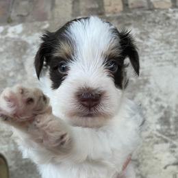 Pierre Tri White Choco Tan Parti boy Blue or green eyes - Parti male Miniature Schnauzer puppy in Temple, Texas from Schnauzers Of Taylor