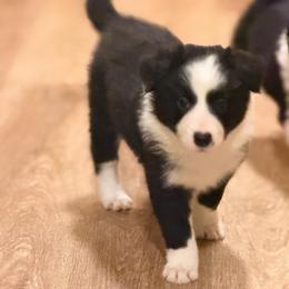 Hope - Black and white female Border Collie puppy in Lebanon, Oregon from Cahill’s Canines