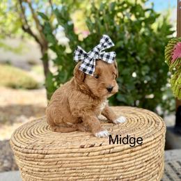 Midge - Red  female Goldendoodle puppy in Springville, Utah from JW Doodles