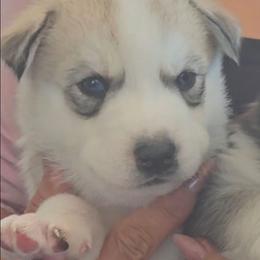 Girl 6 pink collar - White female Siberian Husky puppy in Albuquerque, New Mexico from Tracy Jaramillo