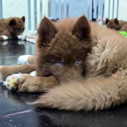 Candy - Red and white female Siberian Husky puppy in East Tawas, Michigan from BurnsBerg's Woolies