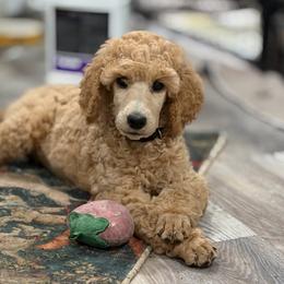 Ziva - Apricot female Poodle puppy in Brooksville, Florida from Ariella Standard Poodles & Chinese Cresteds
