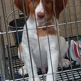 Blitz Jr - White and orange male Brittany puppy in Belleview, Florida from Gourley's Brittanys