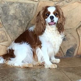 Jill - Cavalier King Charles Spaniel