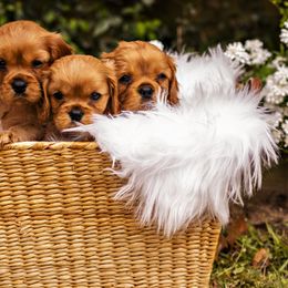 Cavalier King Charles Spaniel Puppies from Carolina Cavaliers