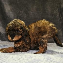 Red Collar - Sable female Poodle puppy in Poplar Grove, Illinois from Awesome Paws