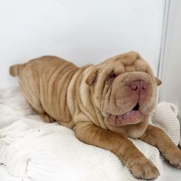 Molly - Cream female Chinese Shar-Pei puppy in Hugo, Oklahoma from Mini Hippo Land