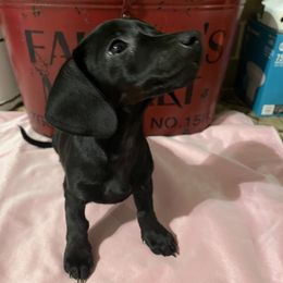 Dachshund Puppies from TLC Mini Dachshunds