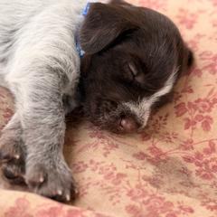 Blue Boy - Brown and gray male Wirehaired Pointing Griffon puppy in Sheldon, Vermont from Ole Poor Farm