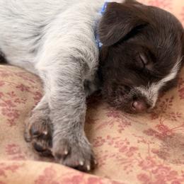 Blue Boy - Brown and gray male Wirehaired Pointing Griffon puppy in Sheldon, Vermont from Ole Poor Farm