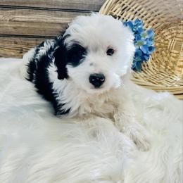 Linus - Black and white male Aussiedoodle puppy in Hamilton, Michigan from White Pine Farm