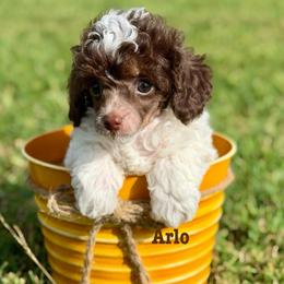 Riff - Phantom male Poodle puppy in Ardmore, Oklahoma from The Poodles of Green Acres