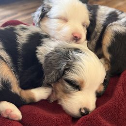 Miniature American Shepherd Puppies from Wigglebottom Shepherds