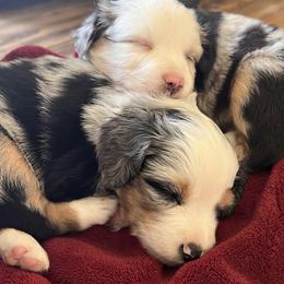 Miniature American Shepherd Puppies from Wigglebottom Shepherds