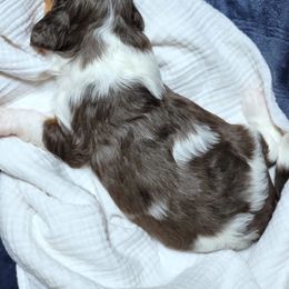 Cavapoo Puppies from Southwest Cavapoos