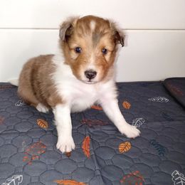 Maestro - Sable merle and white male Shetland Sheepdog puppy in Aliquippa, Pennsylvania from Fancypants Shetland Sheepdogs