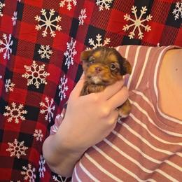 Chocolate Male - Chocolate, tan and white male Yorkshire Terrier puppy in Lakeland, Florida from You Me & The Yorkies