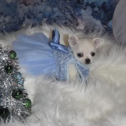 Eve - Cream and white female Chihuahua puppy in Gloucester, Virginia from Charlotte's Web of Chihuahuas