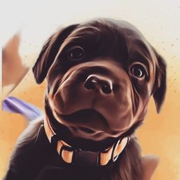 Labradoodle and Labrador Retriever Puppies from Moore than Dogs