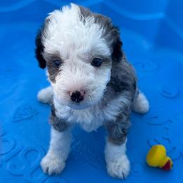 Boy 5 (blueberry) - Blue merle male Aussiedoodle puppy in Paradise, Texas from Diamond Z Poodles & Doodles