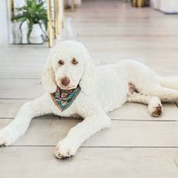 Riley - Goldendoodle