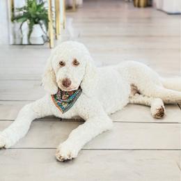 Riley - Goldendoodle