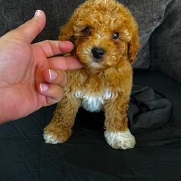Pekingese, Poodle, and Shih Tzu Puppies from Happy puppies