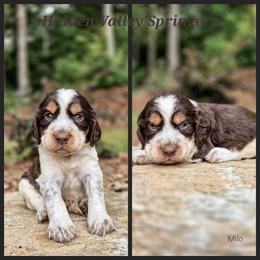 Milo - Tri-Roan male English Springer Spaniel puppy in Westminster, South Carolina from Hidden Valley Springers