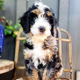 Shenanigans - Bernedoodle